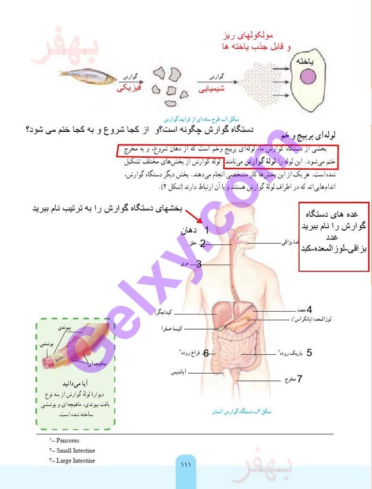 پاسخ فصل سیزده علوم هفتم  صفحه 1