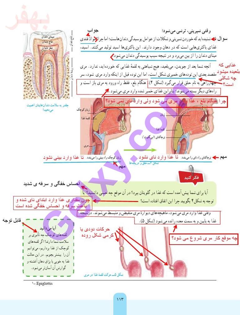 پاسخ فصل سیزده علوم هفتم  صفحه 3