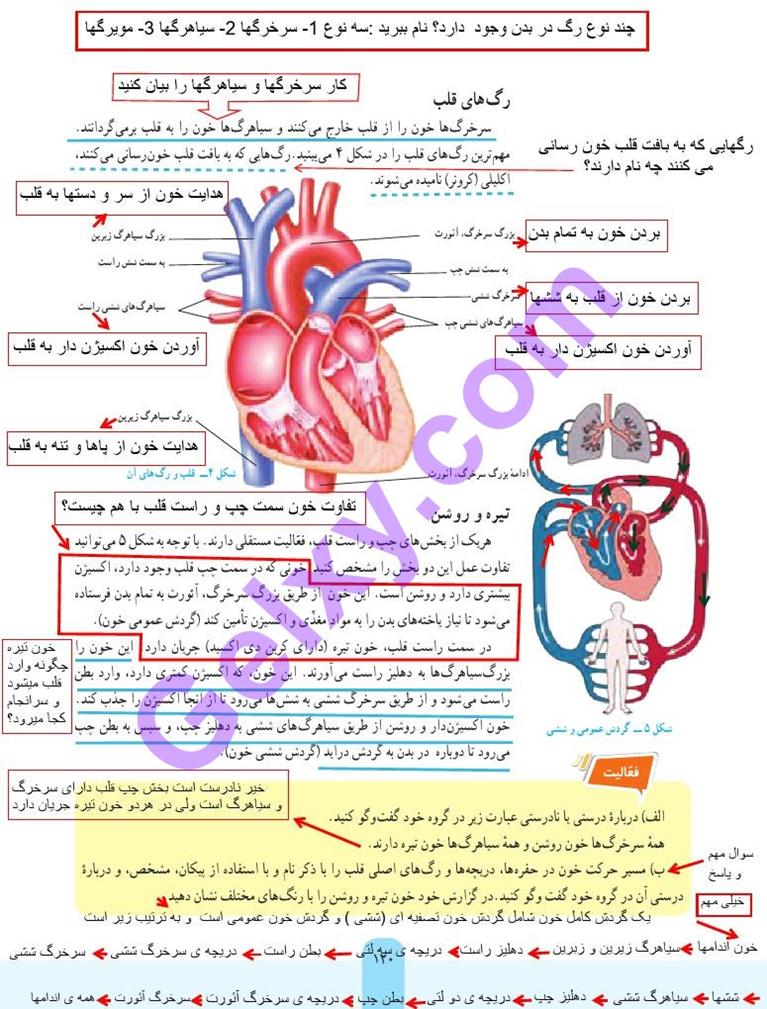 پاسخ فصل چهارده علوم هفتم  صفحه 3