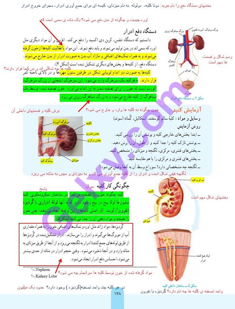 پاسخ فصل پانزده علوم هفتم  صفحه 4