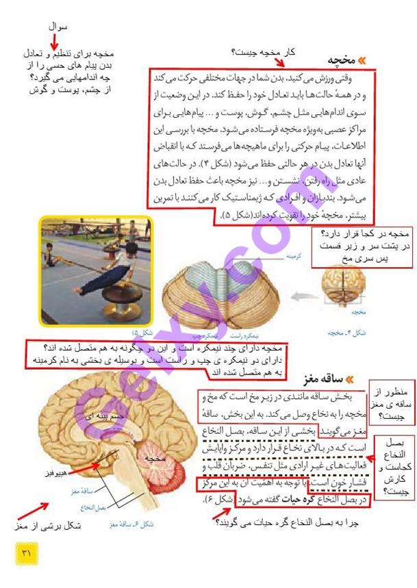 پاسخ فصل چهار علوم هشتم  صفحه 3