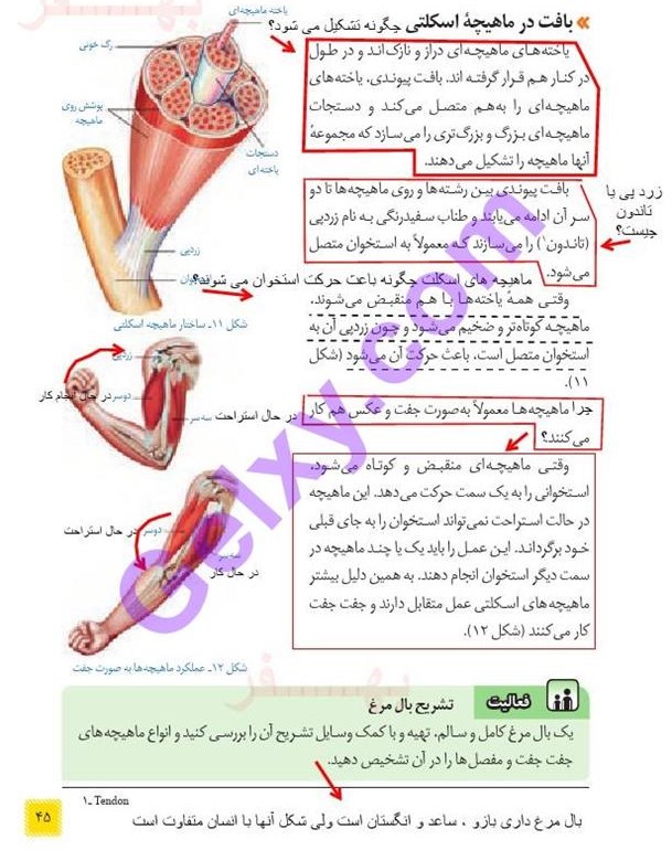 پاسخ فصل پنج علوم هشتم  صفحه 10