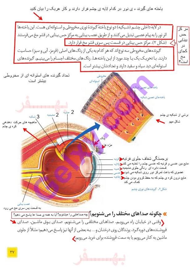 پاسخ فصل 5 علوم هشتم  صفحه 2