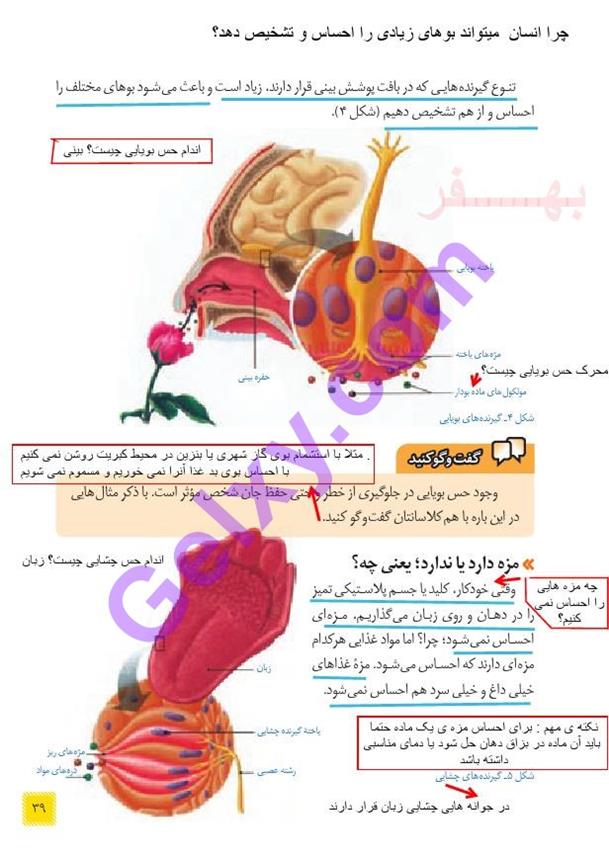 پاسخ فصل 5 علوم هشتم  صفحه 4