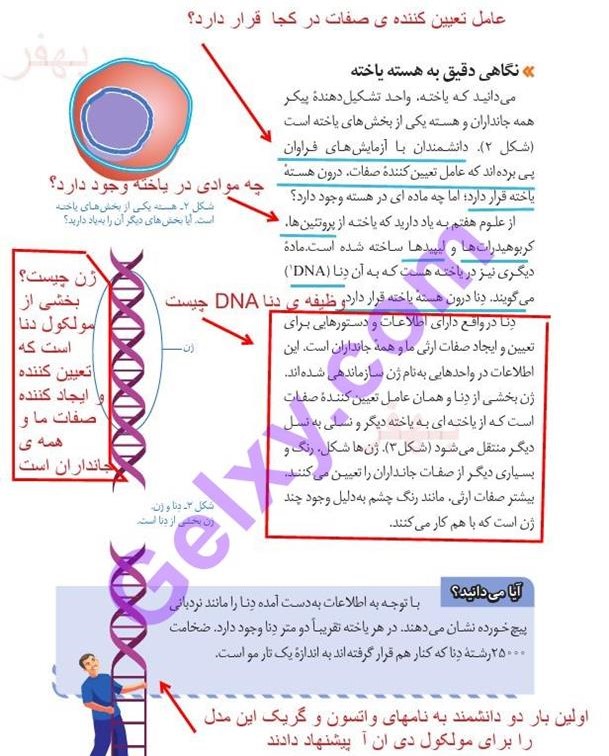 پاسخ فصل هفت علوم هشتم  صفحه 2